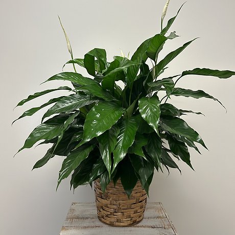 Peace Lily Medium