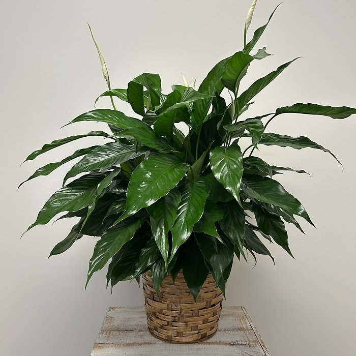 Peace Lily Medium