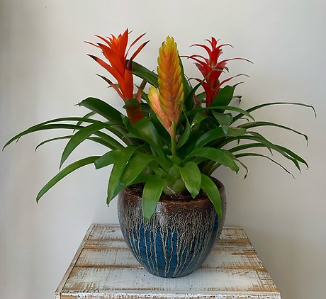 Bromeliad