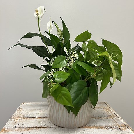 8\" Ceramic Dishgarden