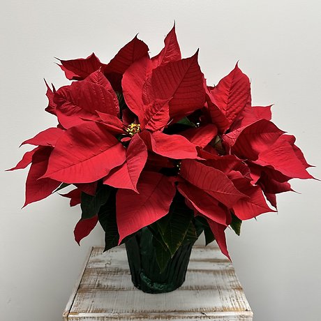 Red Poinsettia - Medium