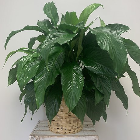 Peace Lily Large