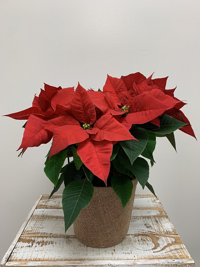 Red Poinsettia - Small