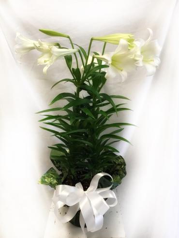 Easter Lily