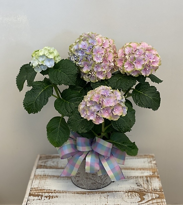 6\" Hydrangea