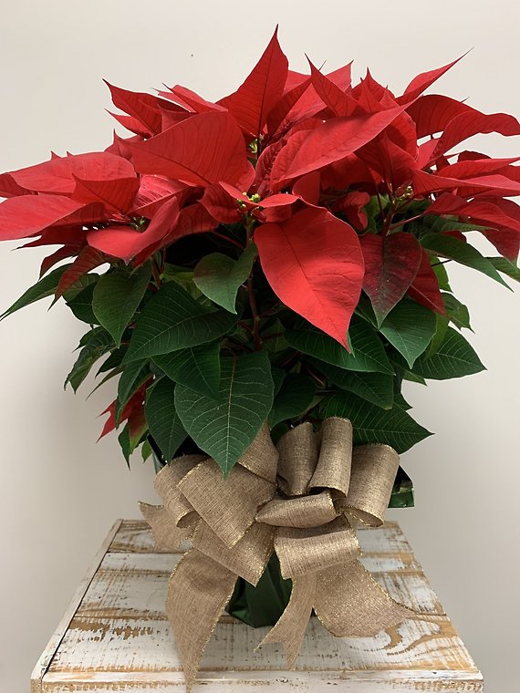 Red Poinsettia - Large