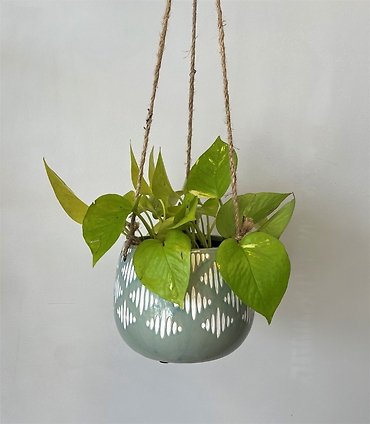 Plant In Hanging Basket