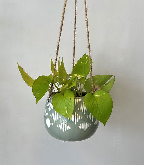 Plant in hanging ceramic