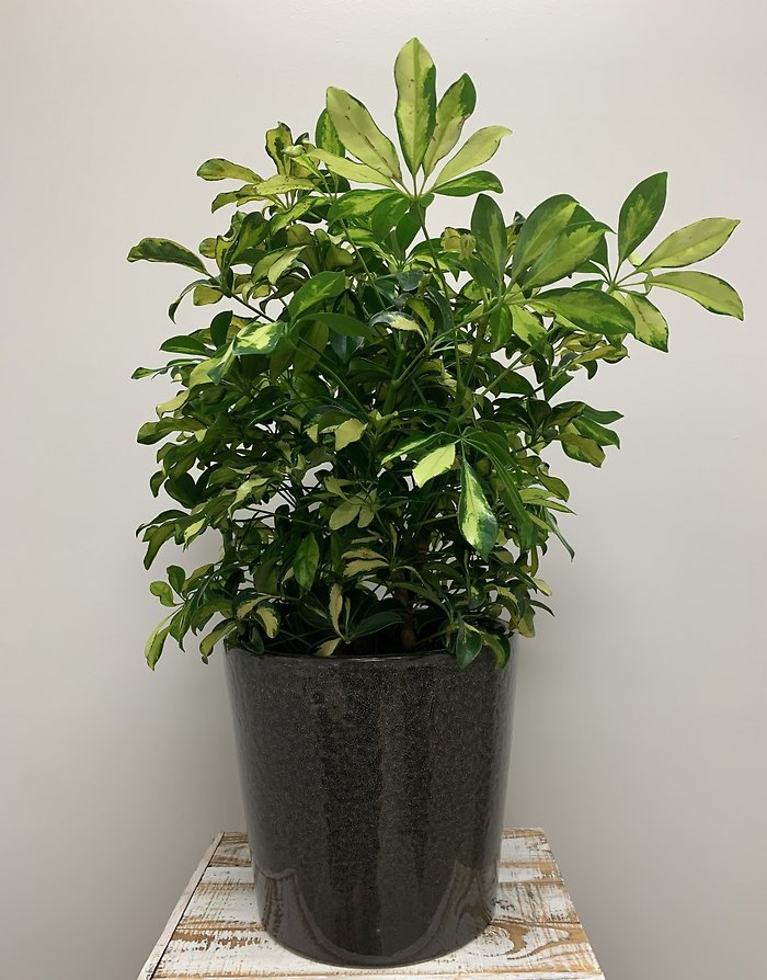 10 \" Arboricola