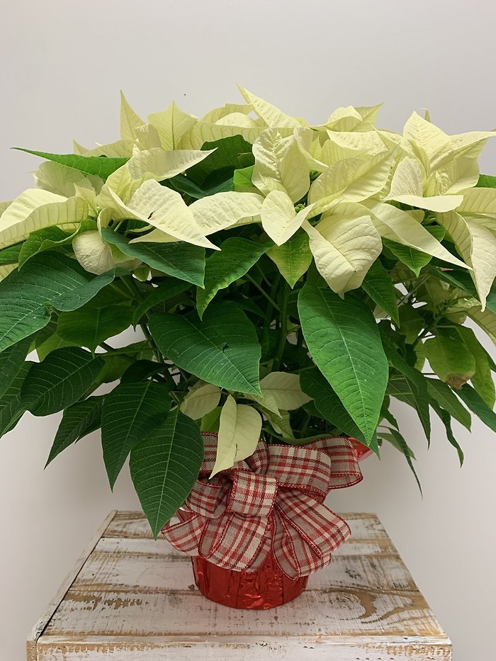 White Poinsettia - Medium