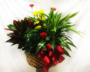 Planter Basket* ($150)