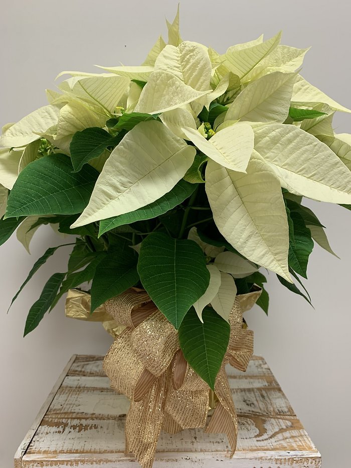 White Poinsettia - Large