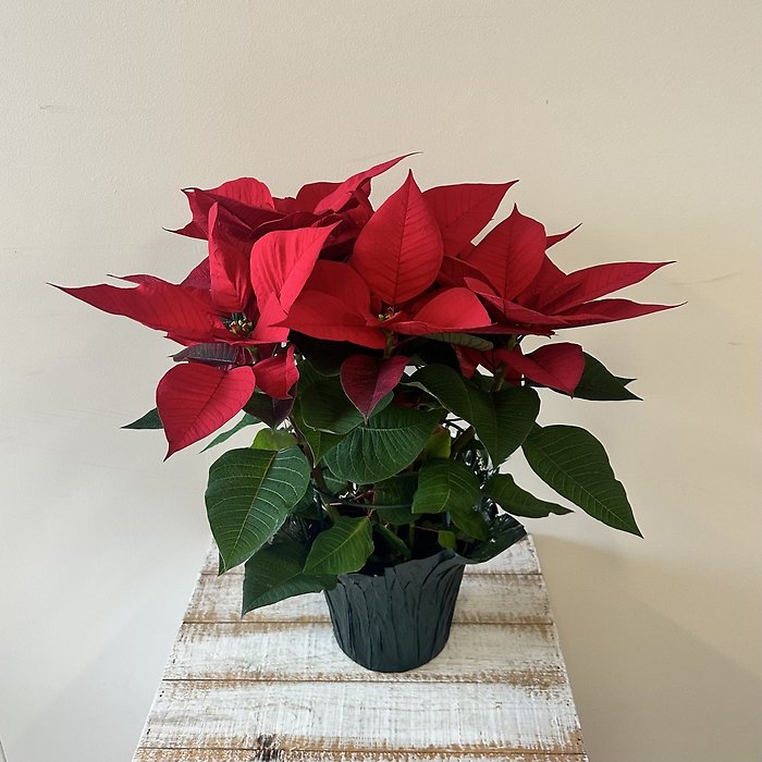 Red Poinsettia - Small