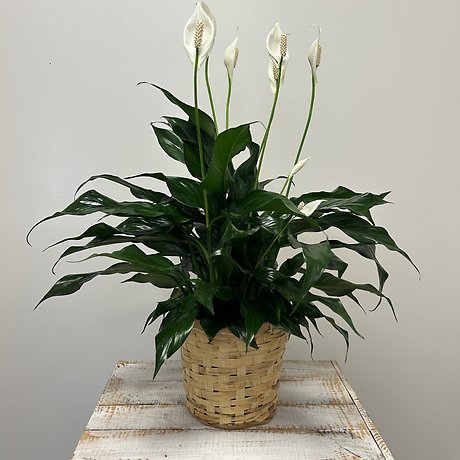 Peace Lily Small