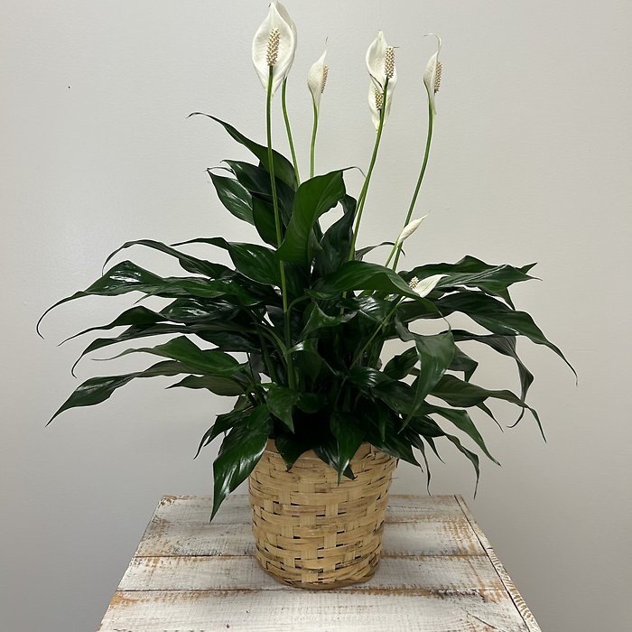 Peace Lily Small