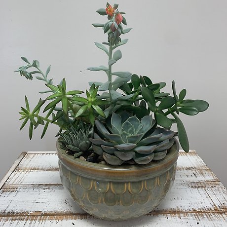 Succulent Garden