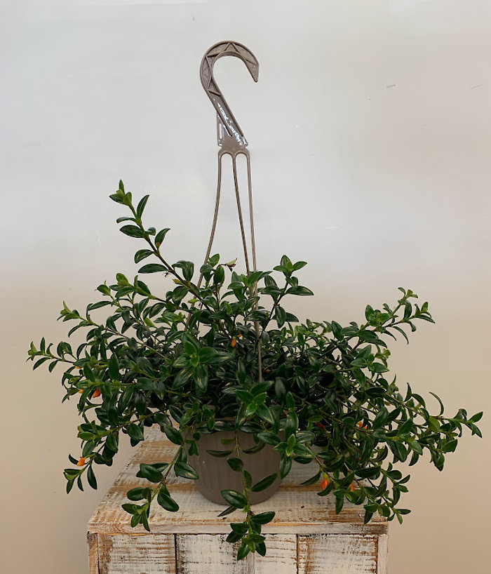 Goldfish Plant